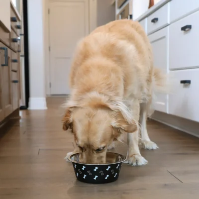 Large Stainless Steel Dog Bowl, Black with Bones, 48 Fluid Ounces